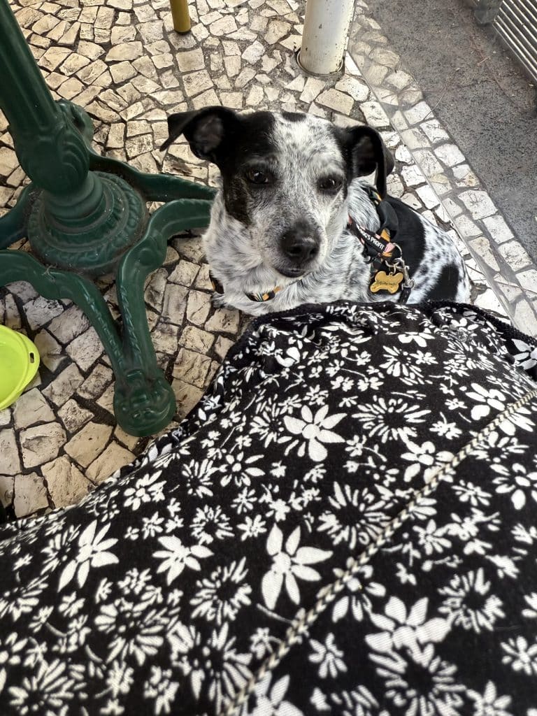 Dog-friendly restaurants in Funchal, photo: Ewelina Podrez-Siama - February 2025