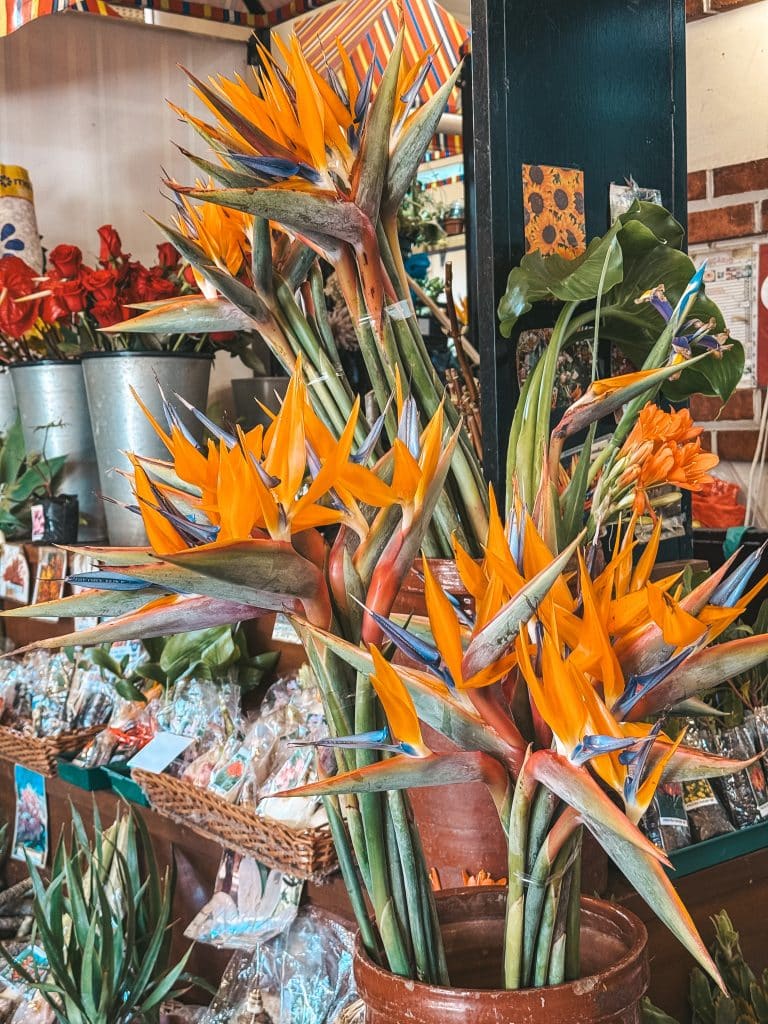 A strelitzia from Madeira