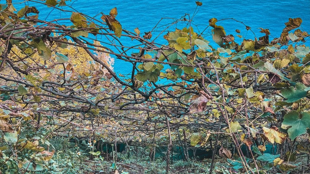 vine terraces