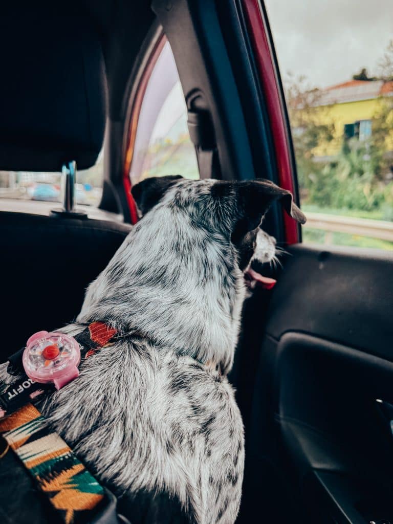 Dogs and taxis in Funchal, photo: Ewelina Podrez-Siama 2025