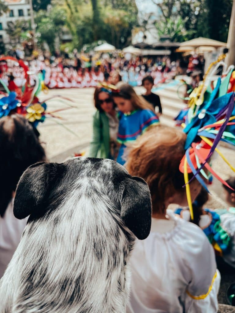 Madeira Carnival with a dog