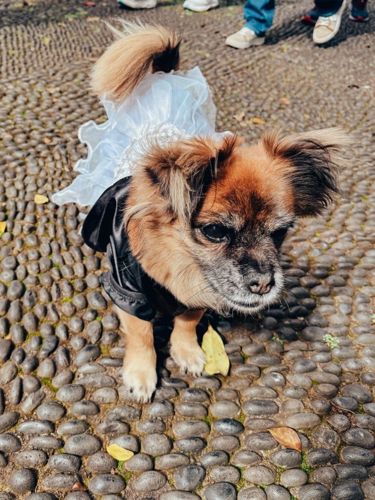 A dog in costume during the Madeira Carnival