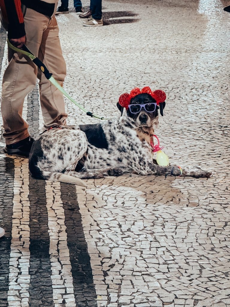 A dog in costume during the Madeira Carnival