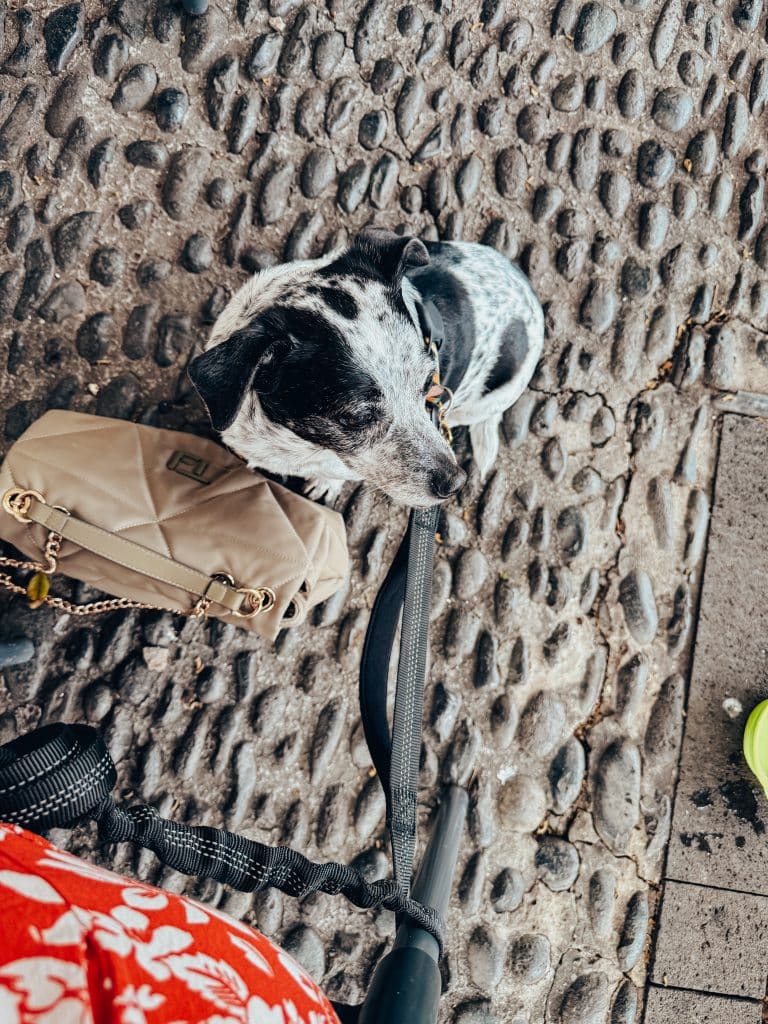 Dog-friendly restaurants in Funchal, photo: Ewelina Podrez-Siama - February 2025