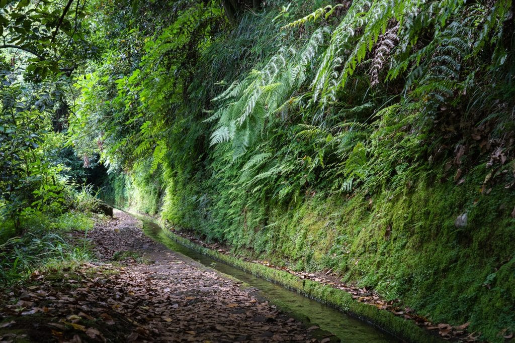 Levada do Rei