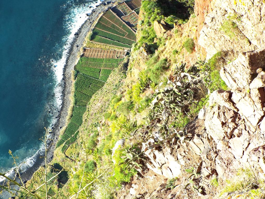 Terraced fields on the fajãs at the foot of Cabo Girão seen from above