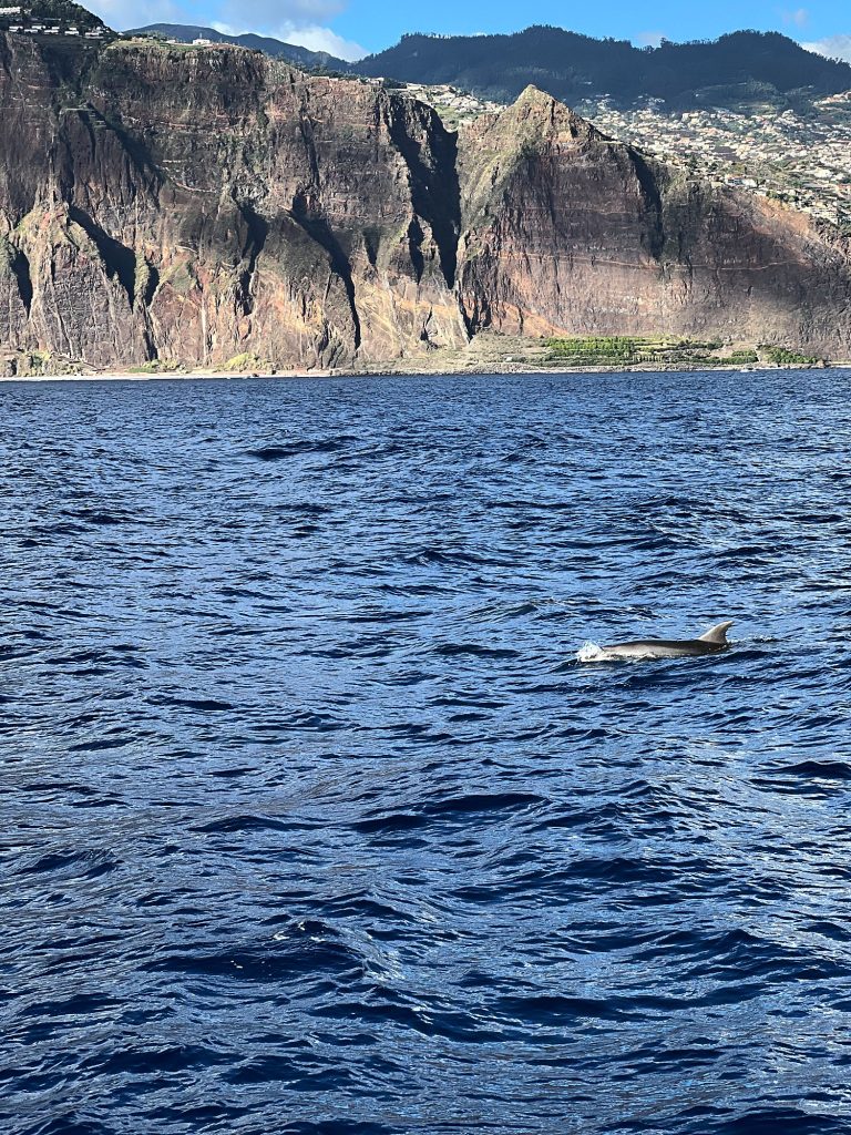 Dolphin surfacing from the waves against the cliffs west of Funchal