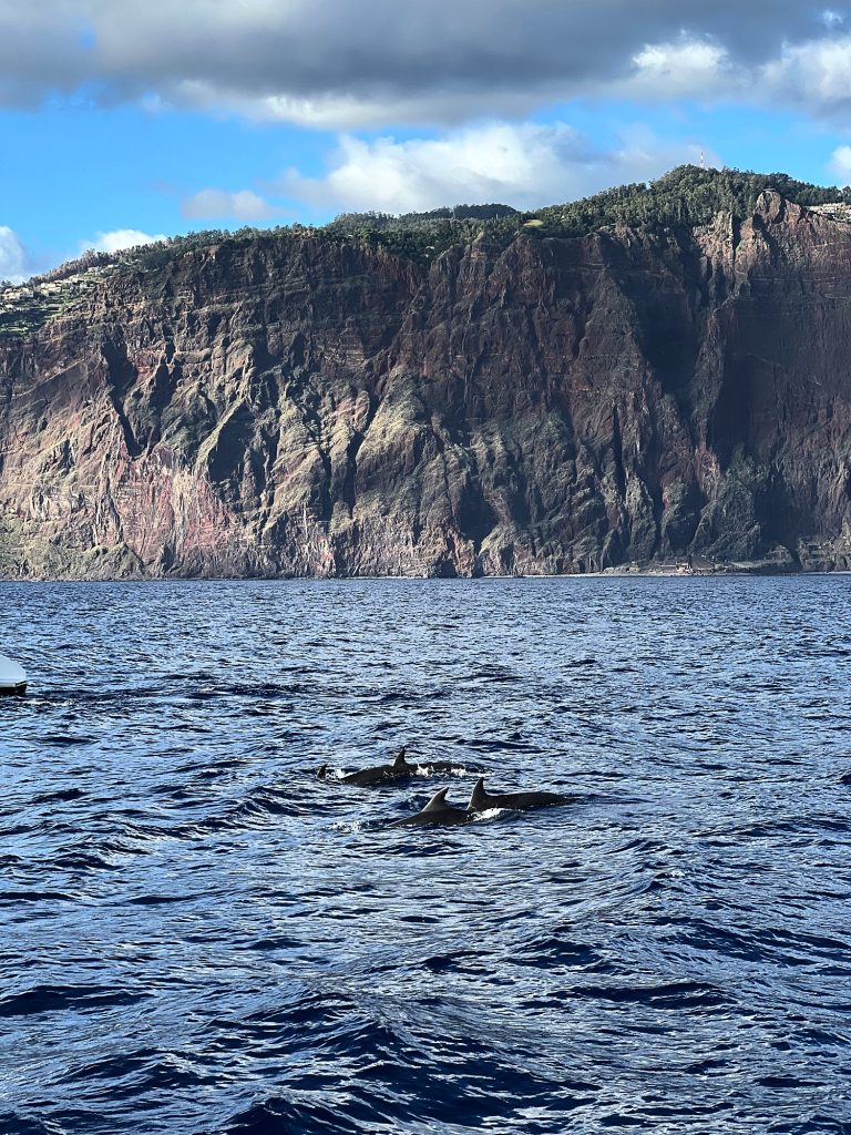 Two dolphins surfacing from the ocean below the Cabo Girão cliff