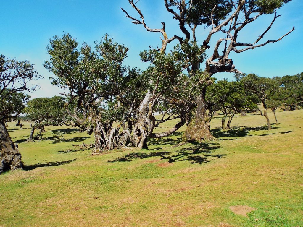 Ancient til trees in a meadow in the Fanal forest