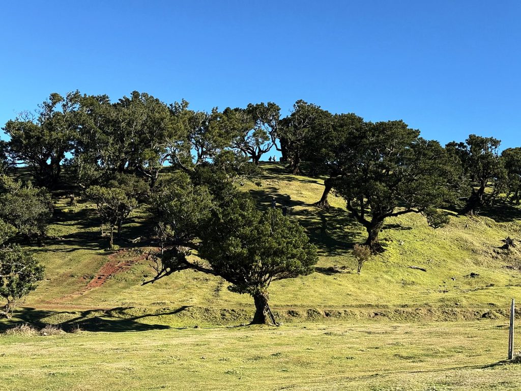 Old til trees in a green meadow in Fanal forest on a sunny day