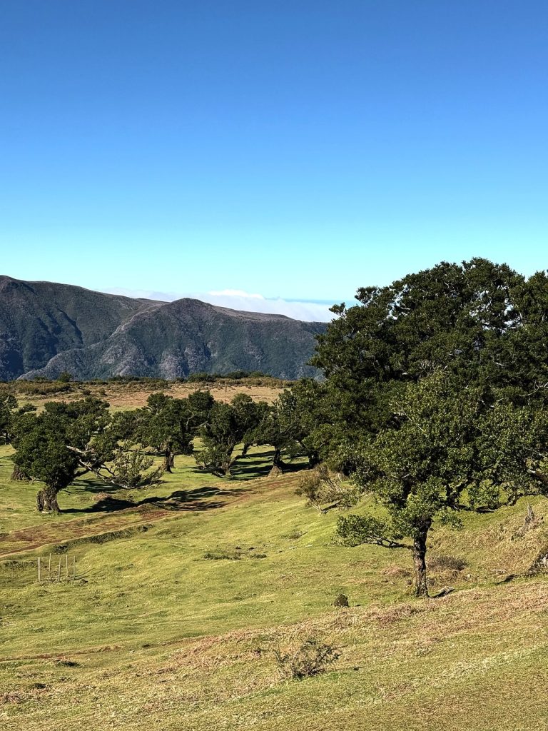 Old til trees scattered over a green slope in the Fanal forest, with mountain ridges under a blue sky behind