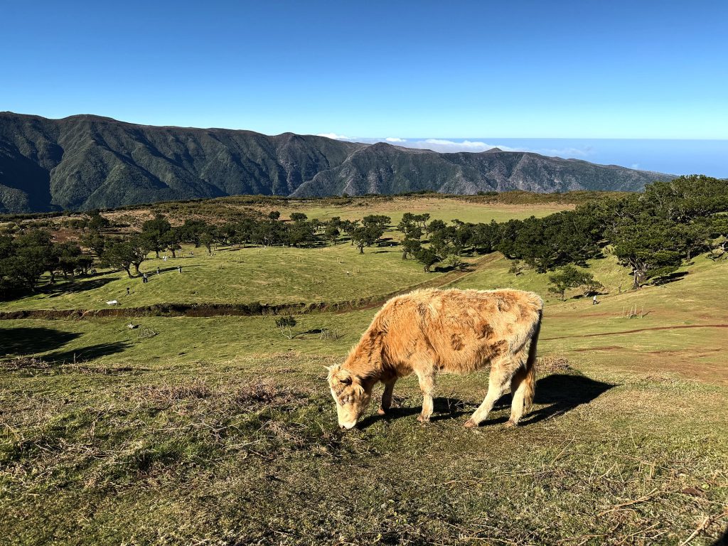 A cow grazing in a meadow in Fanal, with a mountain ridge and the ocean behind