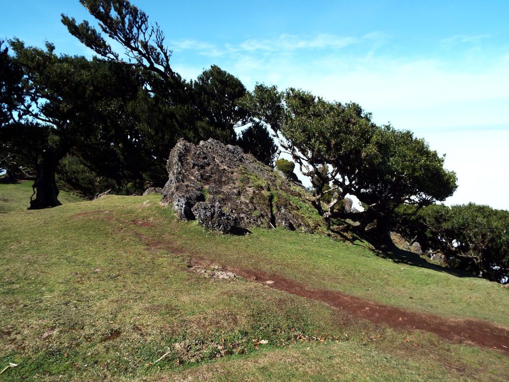 A red-earth path on a grassy slope between leaning til trees and a rock, with clouds behind