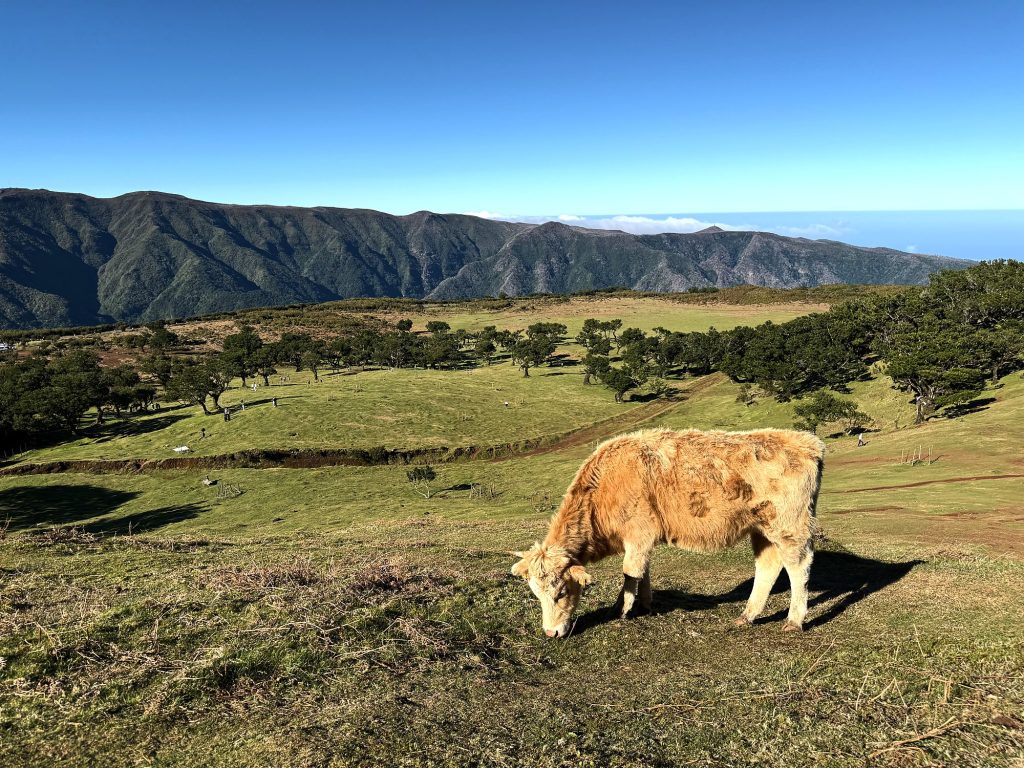 A cow grazing in a meadow at Fanal in the sun, with a mountain ridge behind