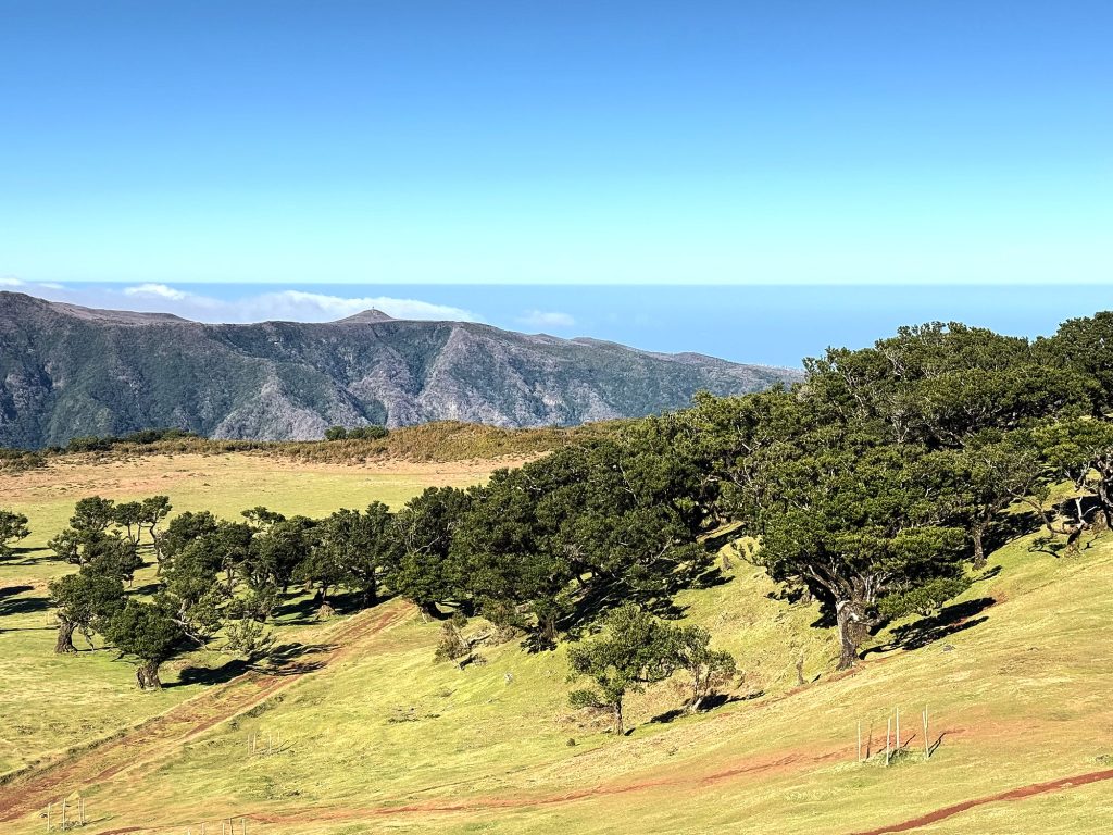 A slope with til trees in Fanal, with the ocean and clouds in the distance