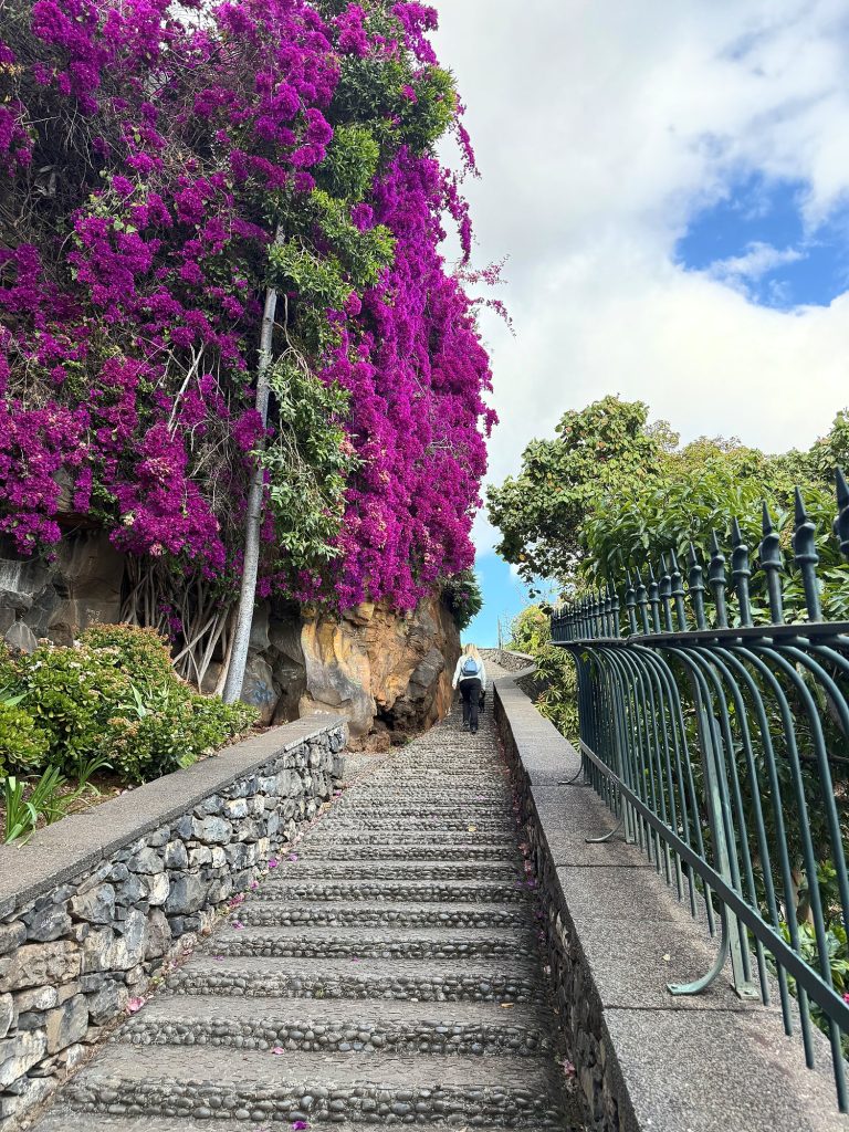 Stone steps and flowering bougainvillea in Funchal