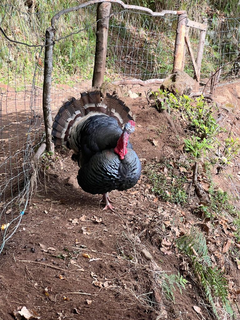 Turkey with its tail fanned out by a fence in a mountain village