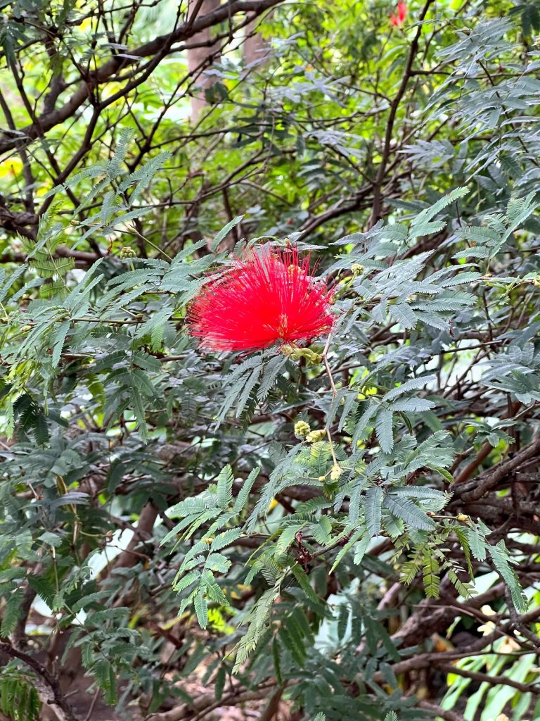 A red pompom-shaped flower among the fine, feathery leaves of a shrub