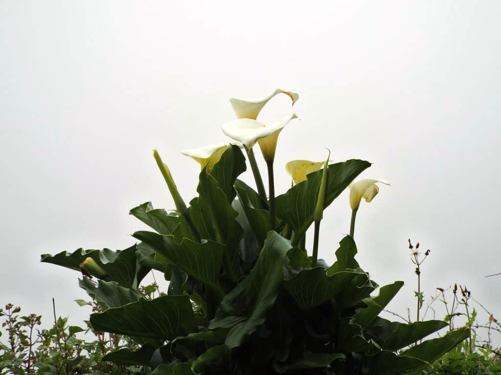 White calla lilies in the mist by the trail on the Paul da Serra plateau