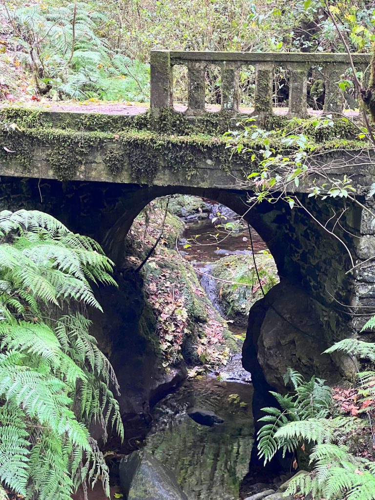 Stone bridge over a stream in the laurel forest, surrounded by ferns