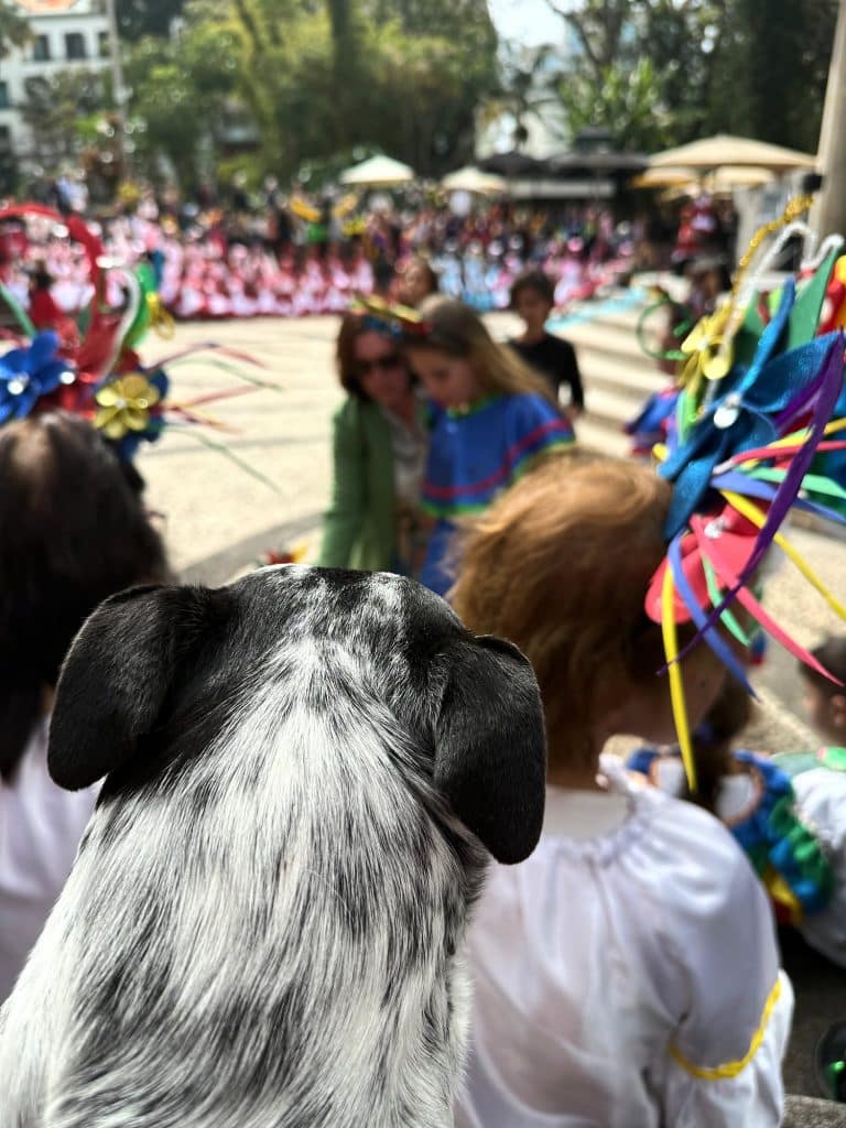 My dog Tesla’s head in the foreground, with children in Carnival costumes in front of her in Funchal
