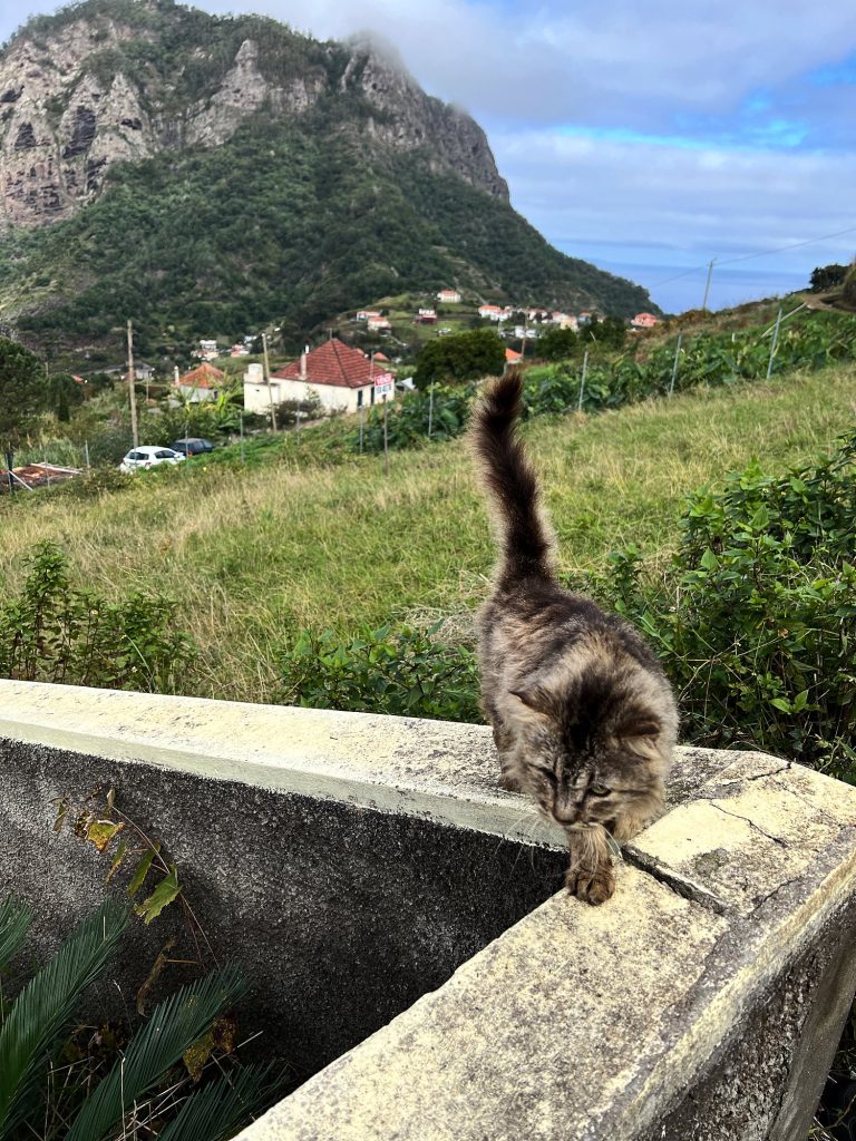 Cat on a wall with the Penha d’Águia rock and green slopes behind