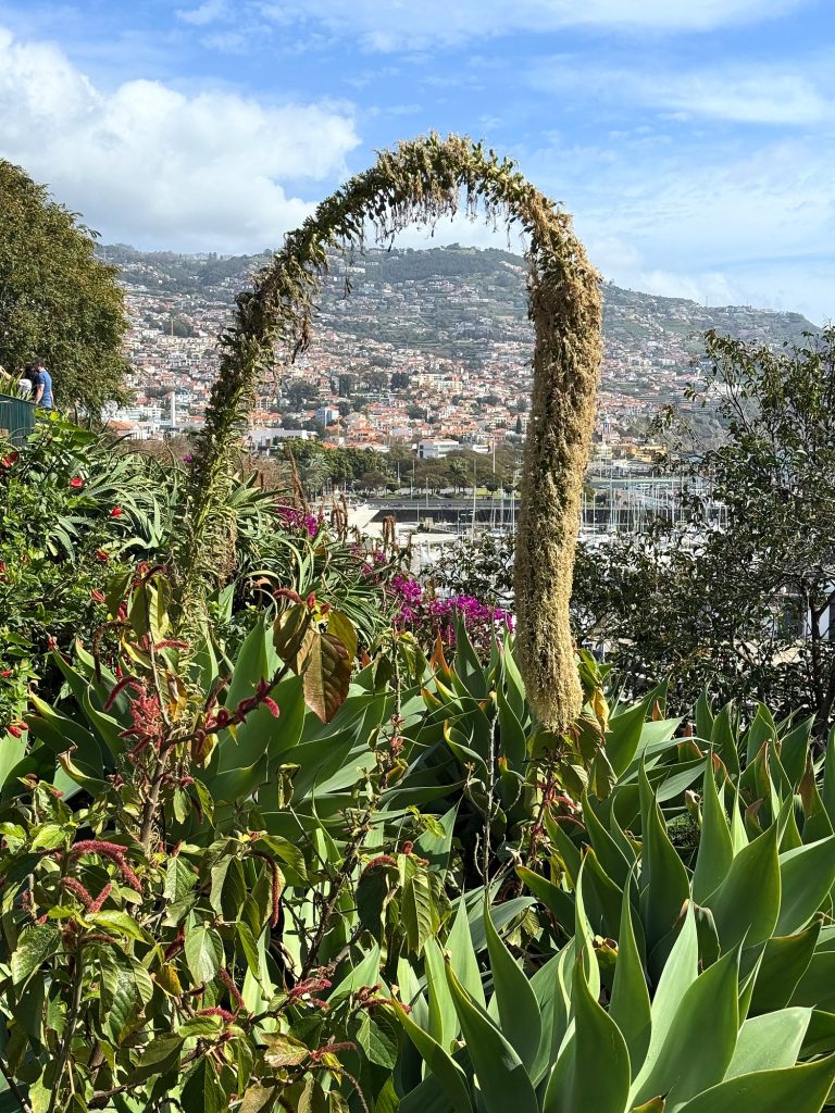 A flowering agave bending in an arc over Funchal and the harbour