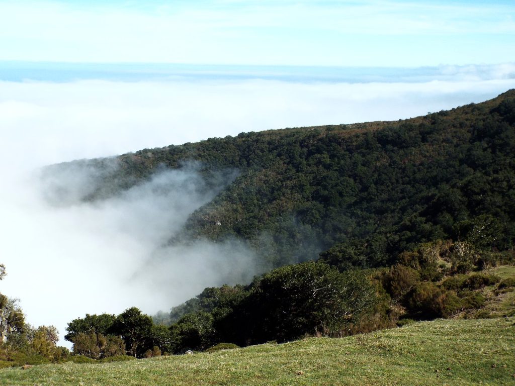 A slope covered in dense forest, white clouds rising from the valley, grass in the foreground