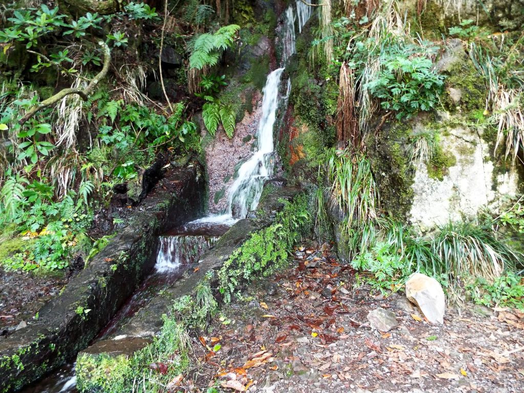 A thin cascade running down the rock into the stone channel of a levada, ferns and moss all around, a leaf-covered path alongside