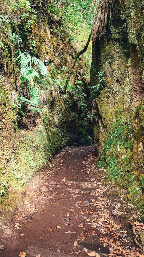A narrow path between the mossy, fern-covered walls of a rock cutting
