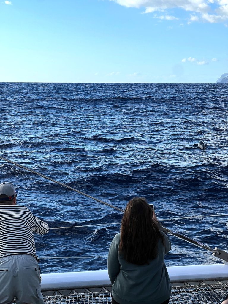 Catamaran passengers seen from behind looking out at the ocean as a dolphin surfaces, with the Madeiran coast in the distance