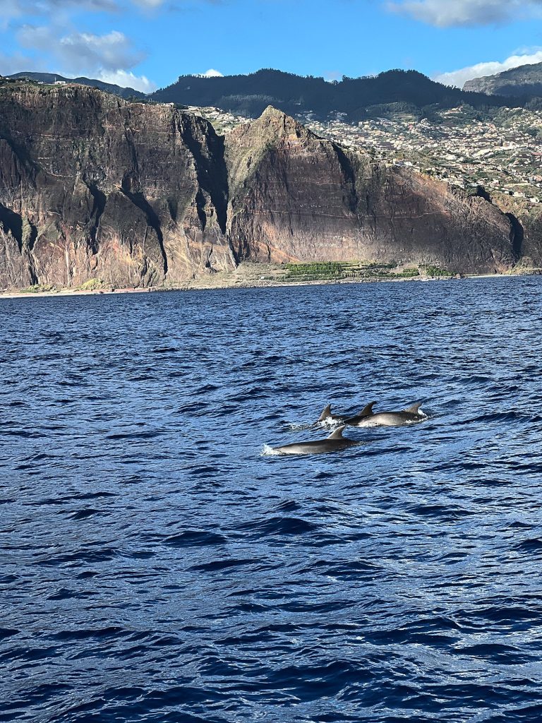 Several dolphins surfacing from the ocean waves, with the high cliffs of Madeira’s south coast and terraces at their foot behind