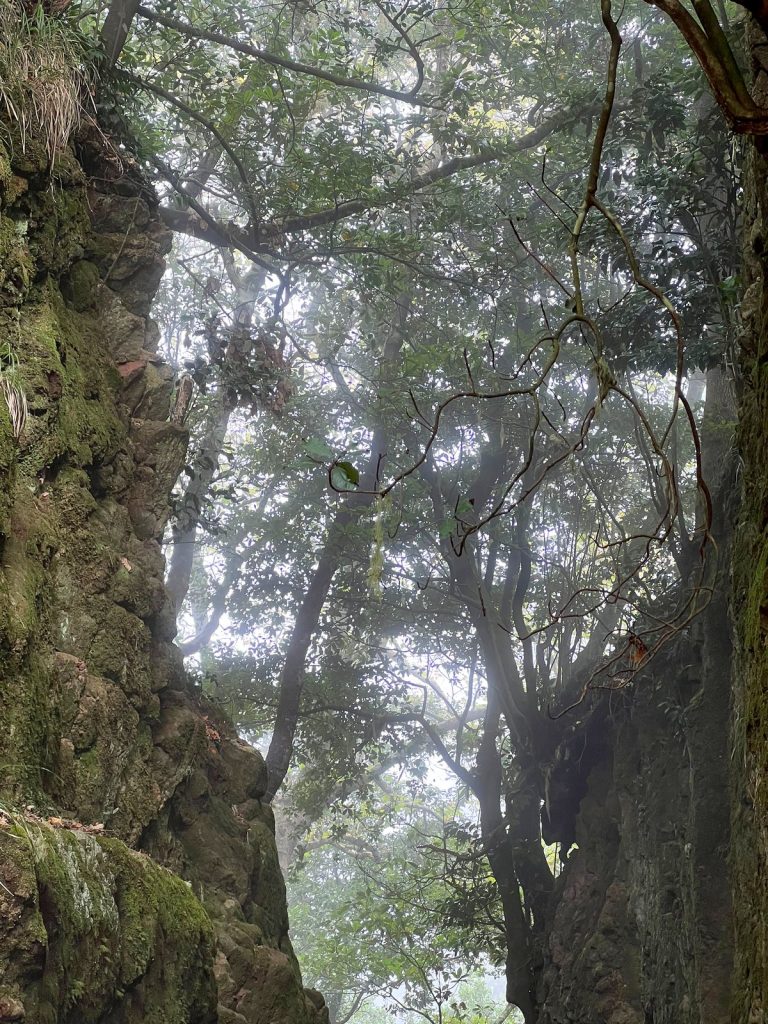 Tall trees in the mist above a narrow rock cutting, trunks and rocks covered in moss