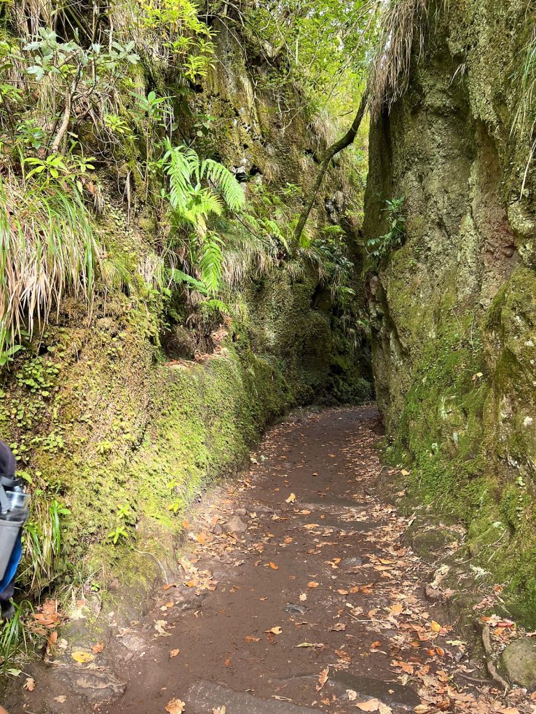 A leaf-covered path running through a narrow cutting between mossy rocks covered in ferns