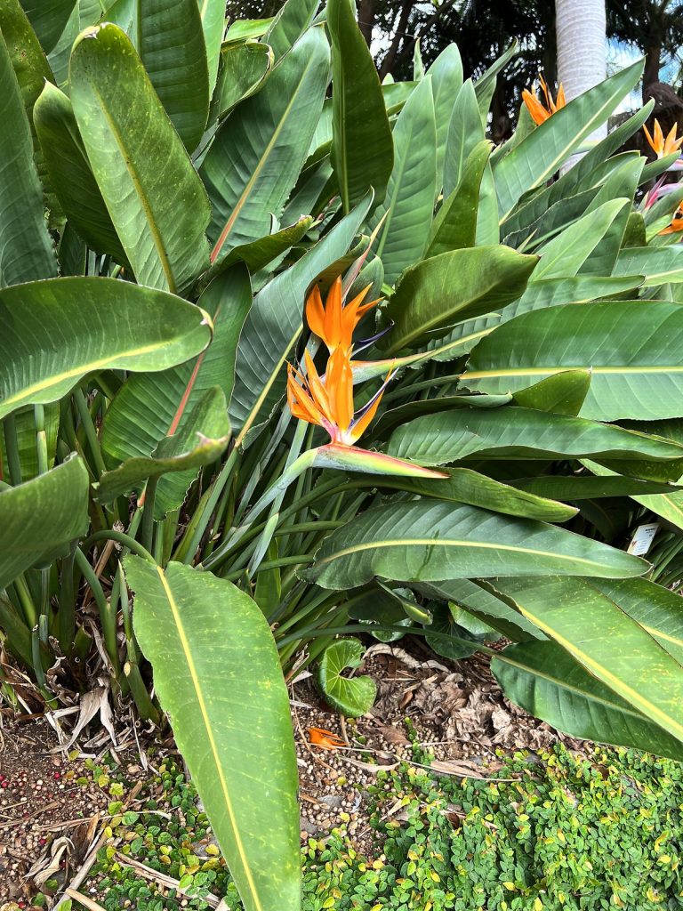 Orange and blue bird of paradise flowers among large green leaves in the Monte Palace garden