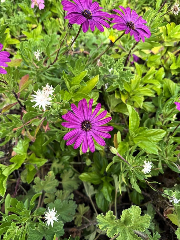 Purple and white daisy-like flowers among green leaves