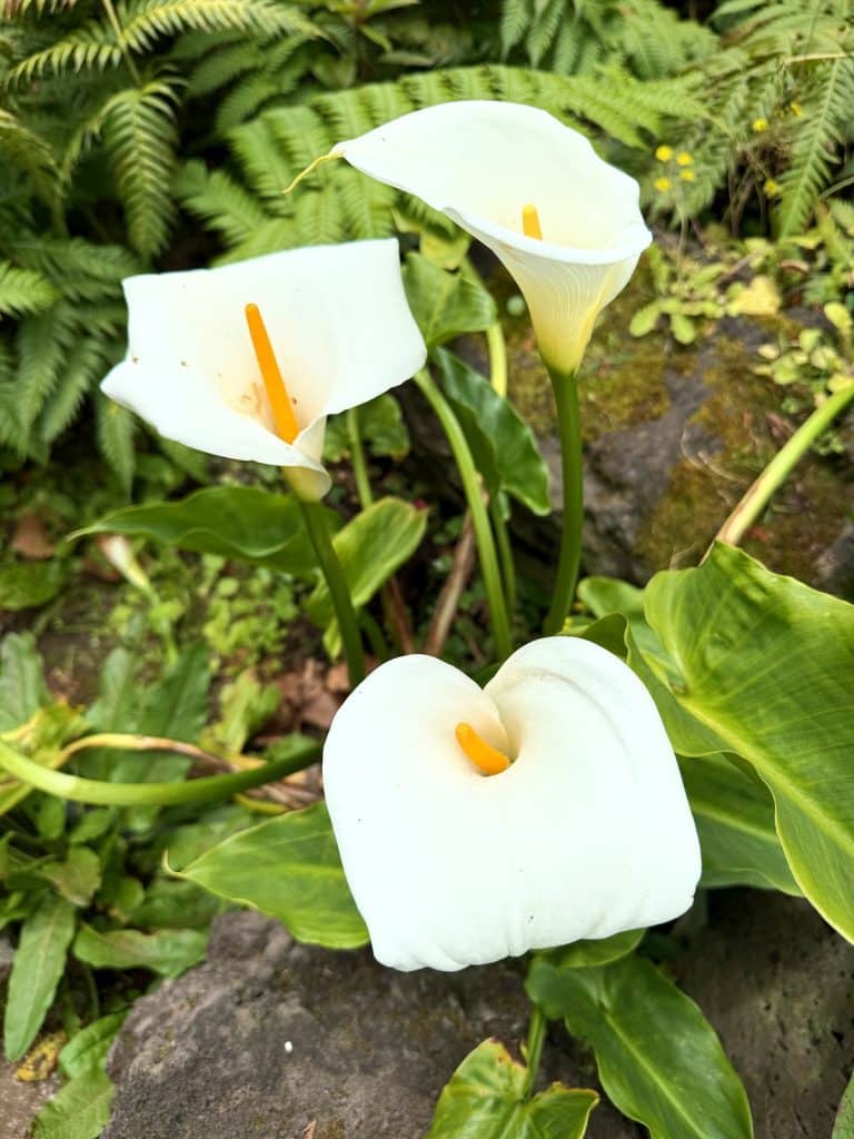 Three white calla lilies among green leaves and ferns