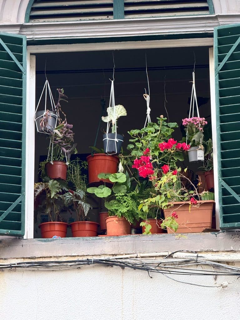 An open window with green shutters, pots of red geraniums and trailing plants