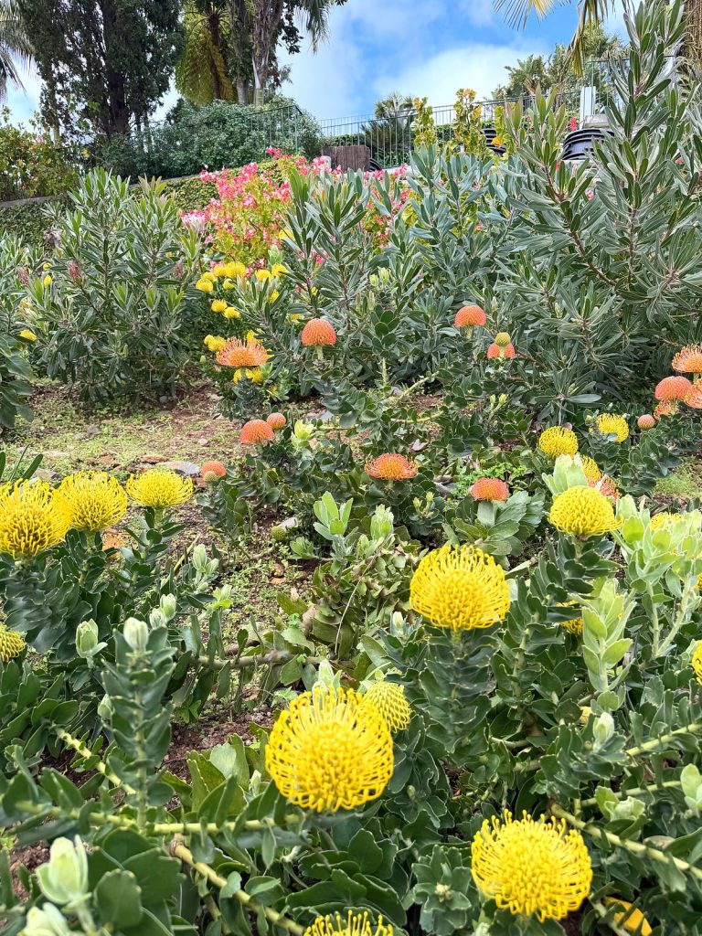 A flower bed with round yellow and orange leucospermum flowers from the protea family, with shrubs and palms under a blue sky behind