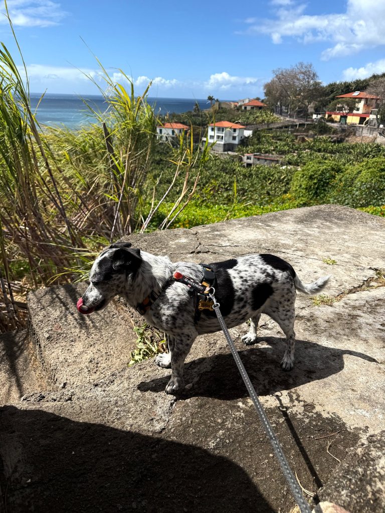 A black-and-white dog on a lead standing on a stone, with a banana plantation, houses and the ocean behind