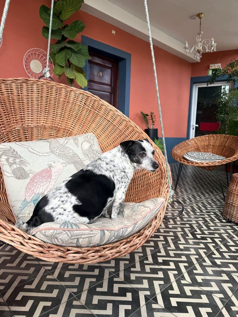 A black-and-white dog lying on cushions in a hanging wicker chair, a black-and-white patterned floor below and a salmon-pink wall behind