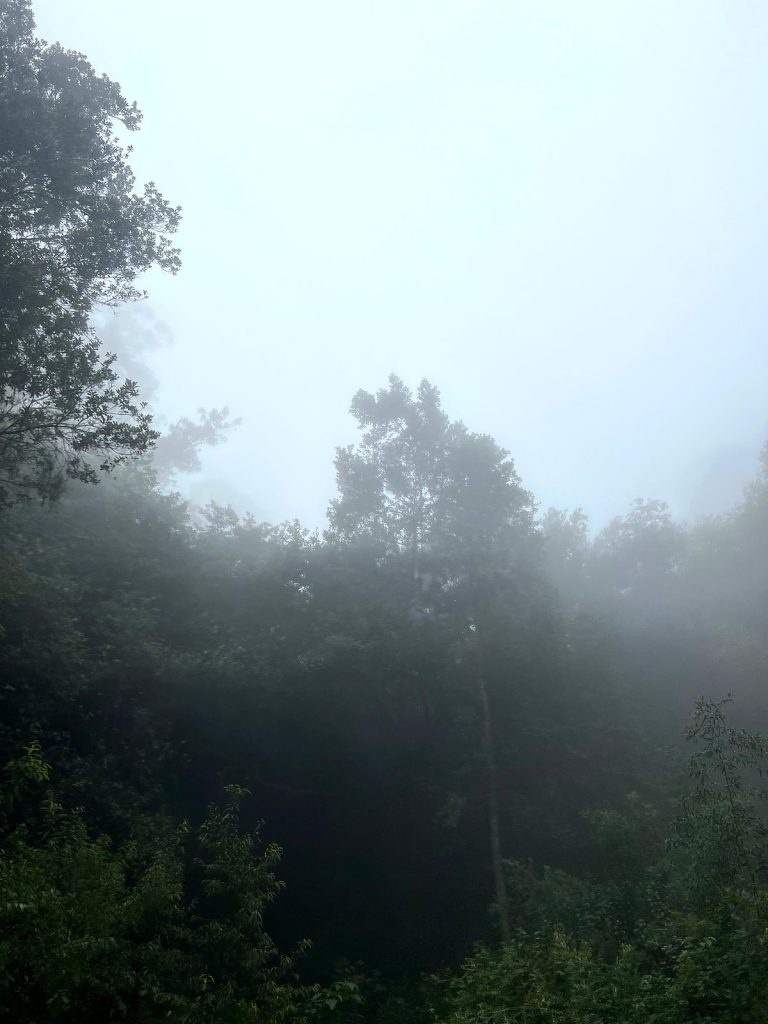 Thick mist between the trees in a forest