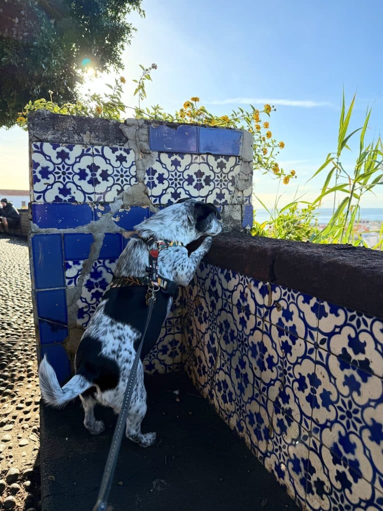 A black-and-white dog on a lead peering over a low wall faced with blue-and-white azulejo tiles, morning sun behind