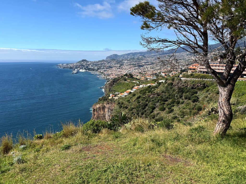 A grassy cliff with a gnarled tree, below it the ocean and the coastline with Funchal’s buildings stretching to the horizon