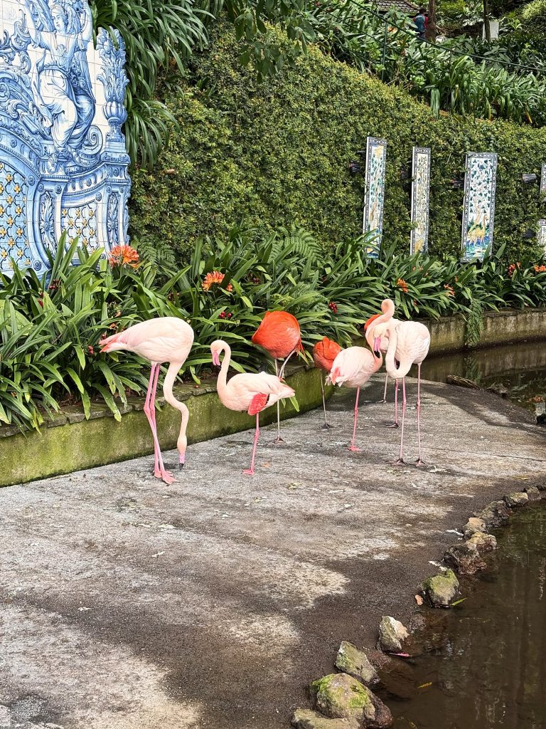 A group of flamingos by a pond in Monte Palace garden