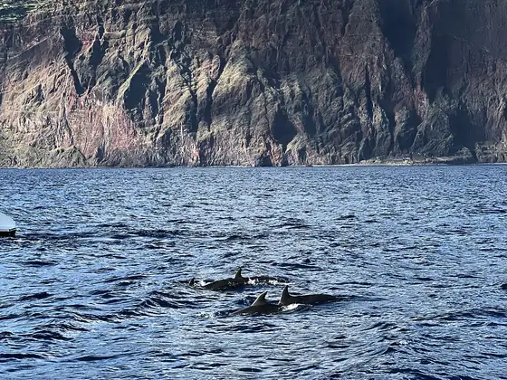 Two dolphins surfacing from the ocean below the Cabo Girão cliff