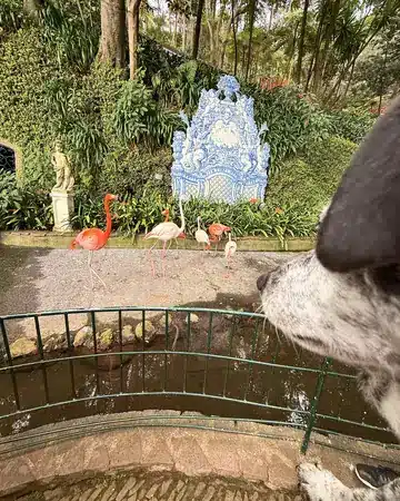 Tesla looking through a railing at the flamingos by the pond in Monte Palace