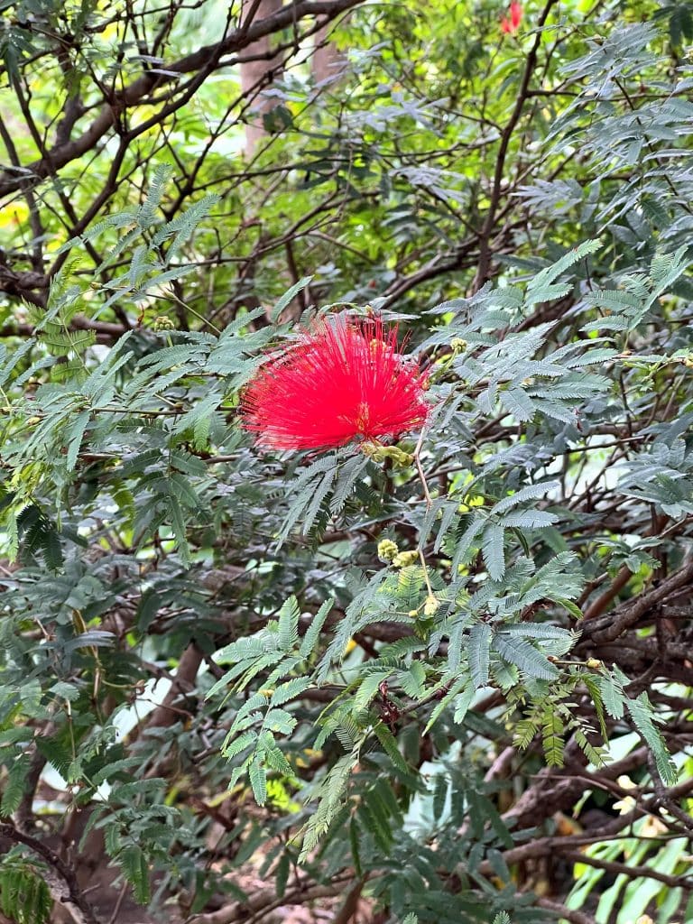 A red calliandra flower in the Madeira Botanical Garden