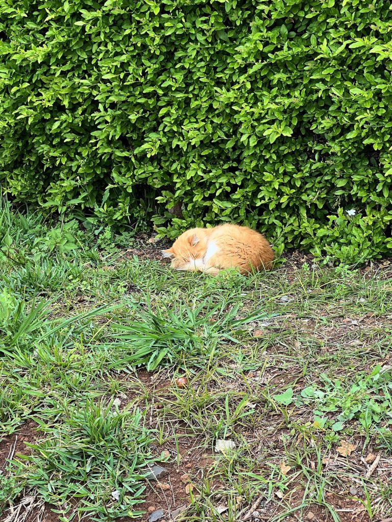 A ginger cat asleep on the grass in the Botanical Garden in Funchal