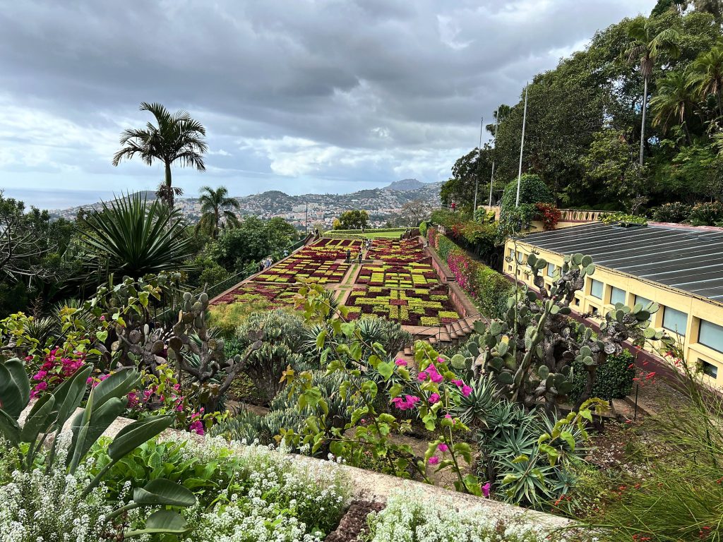 Colourful flower beds and a palm tree in the Madeira Botanical Garden